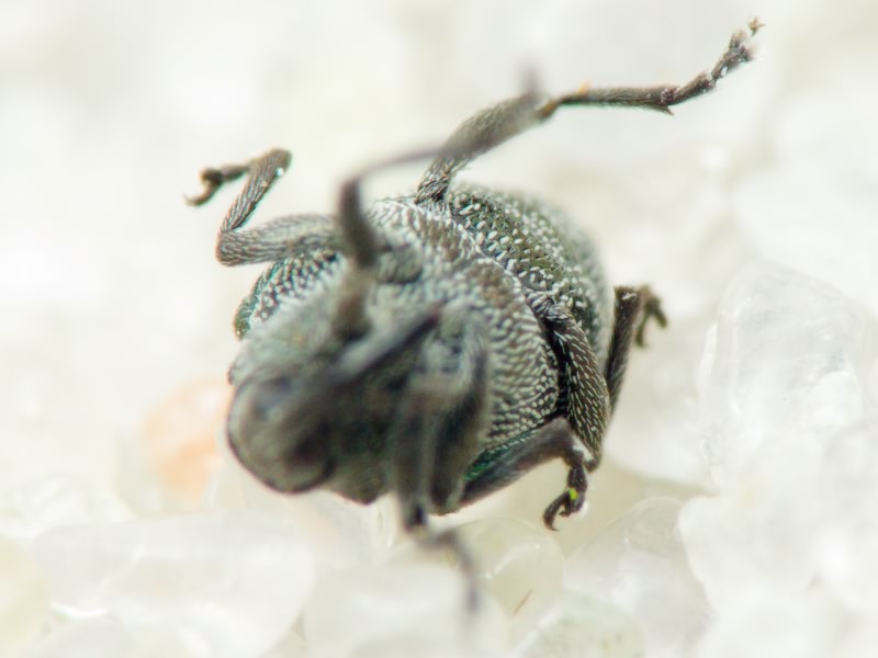 Ceutorhynchus erysimi (Fabricius, 1787)